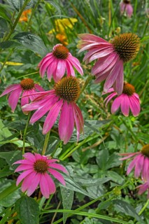 Purple coneflower (Echinacea purpurea), Bavaria, Germany