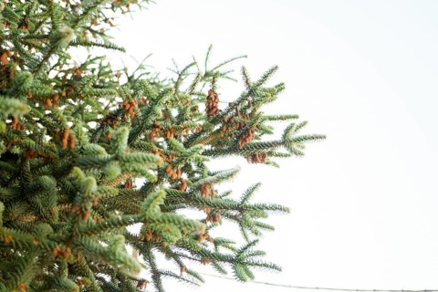 Fir tree branches with cones growing against a clear sky, creating a tranquil nature scene