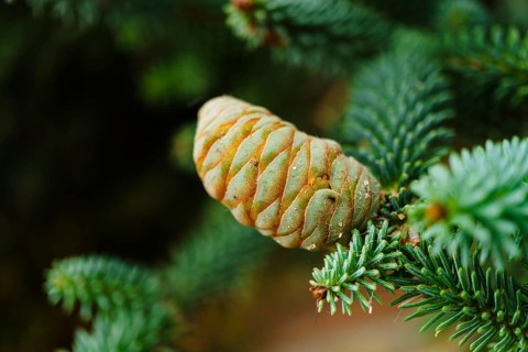 Close-up of immature fir cone developing on conifer branch, showcasing vibrant green and orange