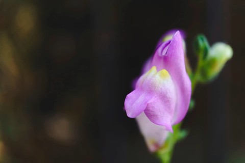 Pink snapdragon flower blooming in a garden, displaying its delicate petals and vibrant color