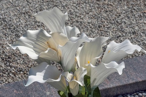 Gravesite with Zantedeschia, calla lilies, family Araceae, catholic cemetery, Kempten, Allgäu,