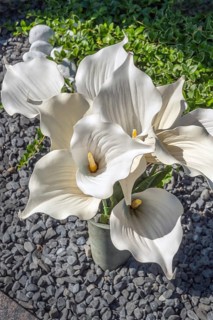 Gravesite with Zantedeschia, calla lilies, family Araceae, catholic cemetery, Kempten, Allgäu,