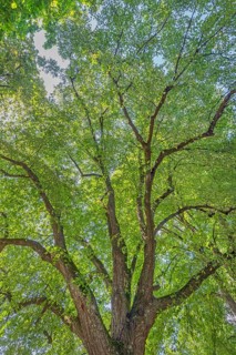 Tree crown, lime tree (Tilia), catholic cemetery, Kempten, Allgäu, Bavaria, Germany