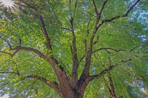 Tree crown, lime tree (Tilia), catholic cemetery, Kempten, Allgäu, Bavaria, Germany