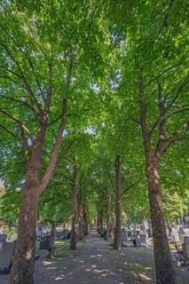Linden avenue (Tilia), catholic cemetery, Kempten, Allgäu, Bavaria, Germany