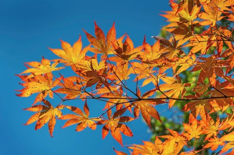 Blue sky and Downy Japanese Maple (Acer japonicum), or Thunberg's fan maple, backlit, Kempten,