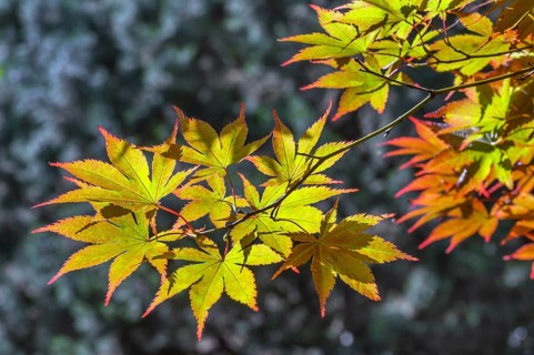 Downy Japanese Maple (Acer japonicum), or Thunberg's fan maple, backlit, Kempten, Allgäu, Bavaria,