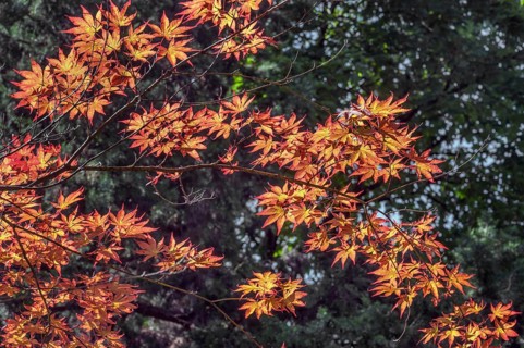 Downy Japanese Maple (Acer japonicum), or Thunberg's fan maple, backlit, Kempten, Allgäu, Bavaria,