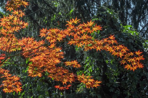 Downy Japanese Maple (Acer japonicum), or Thunberg's fan maple, backlit, Kempten, Allgäu, Bavaria,