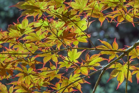 Downy Japanese Maple (Acer japonicum), or Thunberg's fan maple, backlit, Kempten, Allgäu, Bavaria,