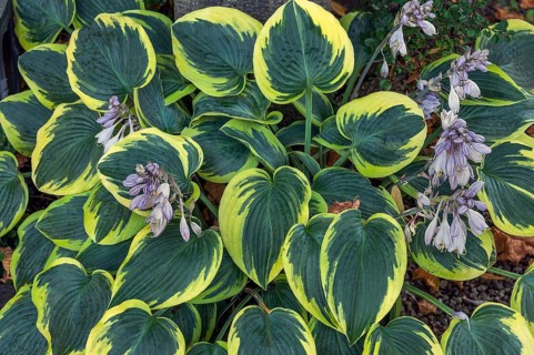 Funkia (Hosta Tratt., synonym: Funkia Spreng.), also known as heartleaf lily, Allgäu, Bavaria,
