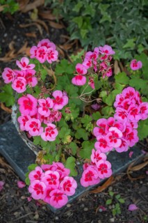 Pelargoniums (Pelargonium), geraniums, Allgäu, Bavaria, Germany