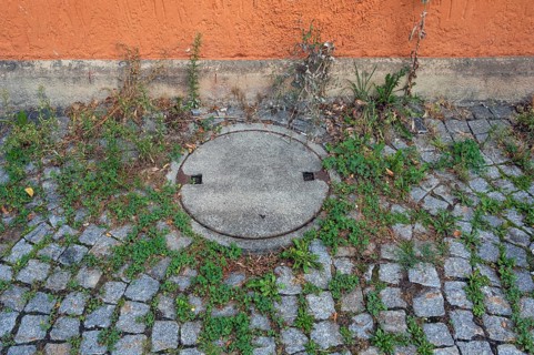 Stone paving with manhole cover and clover (Trifolium), near the Allgäuhalle, Kempten, Allgäu,