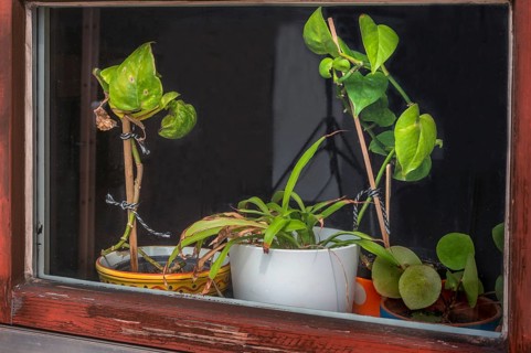 Window with partially withered green plants, Allgäuhalle, Kempten, Allgäu, Bavaria, Germany