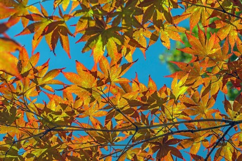 Blue sky and Downy Japanese Maple (Acer japonicum), or Thunberg's fan maple, backlit, Kempten,