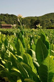 A lush field of tobacco plants with a barn and rolling hills in the background on a sunny day.