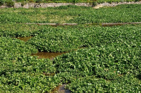 Lush green watercress growing in a cultivated field with visible water channels. Watercress bed in