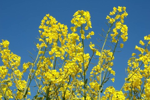 Flower of rape, Bright yellow rapeseed flowers reaching toward a clear blue sky