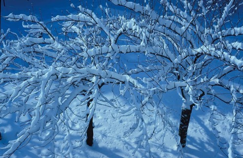 Snow-covered tree branches against a clear blue sky creating a serene winter atmosphere. Sakura