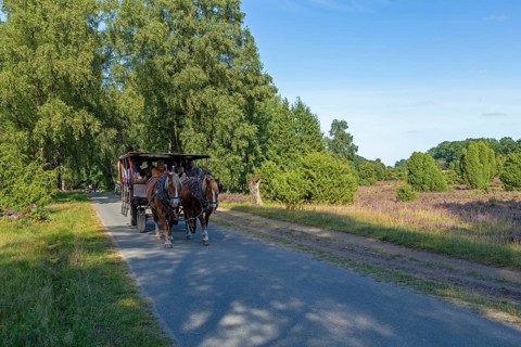 Horse-drawn carriage, heather blossom, Lüneburg Heath near Wilsede, Bispingen, Lower Saxony,