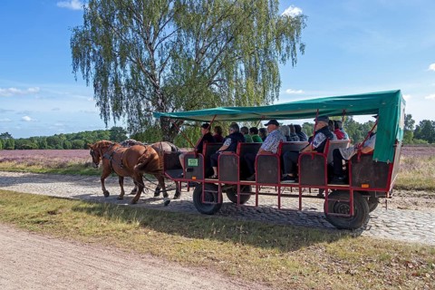 Horse-drawn carriage, heather blossom, Lüneburg Heath near Wilsede, Bispingen, Lower Saxony,