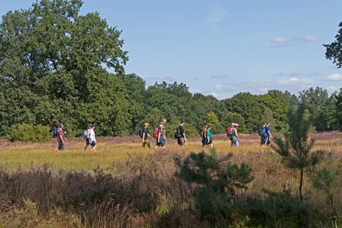 Hiker at Wilseder Berg, Lüneburg Heath near Wilsede, Bispingen, Lower Saxony, Germany