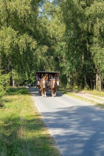 Horse-drawn carriage, Lüneburg Heath near Wilsede, Bispingen, Lower Saxony, Germany