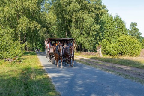 Horse-drawn carriage, heather blossom, Lüneburg Heath near Wilsede, Bispingen, Lower Saxony,