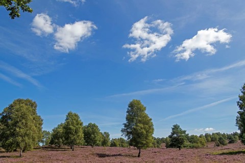 Heather blossom at Wilseder Berg, trees, clouds, Lüneburg Heath near Wilsede, Bispingen, Lower