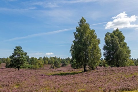 Heather blossom at Wilseder Berg, trees, Lüneburg Heath near Wilsede, Bispingen, Lower Saxony,