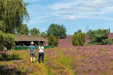 Beehive, tourists, heather blossom at Wilseder Berg, Lüneburg Heath near Wilsede, Bispingen, Lower