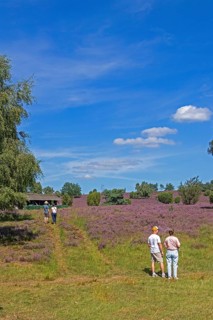 Beehive, tourists, heather blossom at Wilseder Berg, Lüneburg Heath near Wilsede, Bispingen, Lower