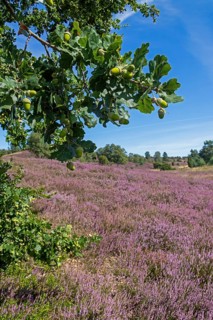 Oak, acorns, heather blossom at Wilseder Berg, Lüneburg Heath near Wilsede, Bispingen, Lower