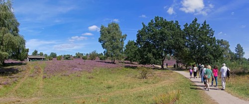 Panorama shot, Photomerge, apiary, tourists, heather blossom at Wilseder Berg, Lüneburg Heath near