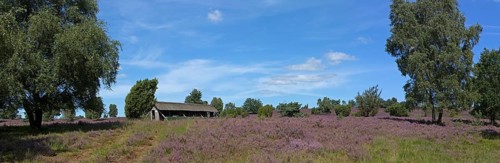 Panorama photo, Photomerge, apiary, heather blossom at Wilseder Berg, Lüneburg Heath near Wilsede,