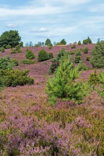 Wilseder Berg, heather blossom, Lüneburg Heath near Wilsede, Bispingen, Lower Saxony, Germany