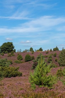 Wilseder Berg, heather blossom, Lüneburg Heath near Wilsede, Bispingen, Lower Saxony, Germany