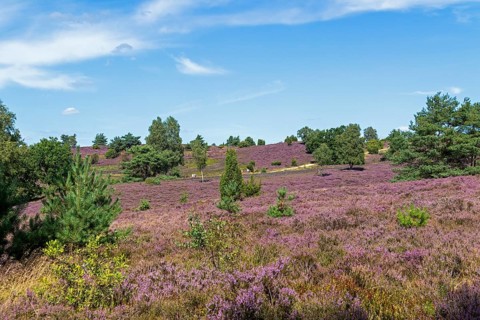 Wilseder Berg, heather blossom, Lüneburg Heath near Wilsede, Bispingen, Lower Saxony, Germany