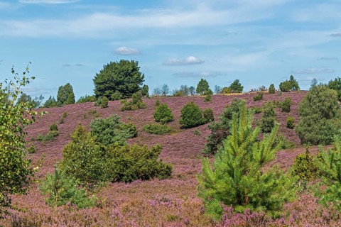 Wilseder Berg, heather blossom, Lüneburg Heath near Wilsede, Bispingen, Lower Saxony, Germany