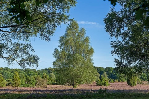 Lüneburg Heath near Wilsede, trees, heather blossom, Bispingen, Lower Saxony, Germany