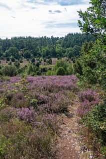 Heather blossom near the Totengrund, Lüneburg Heath near Wilsede, Bispingen, Lower Saxony, Germany