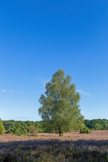 Lüneburg Heath near Wilsede, trees, heather blossom, Bispingen, Lower Saxony, Germany