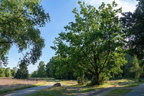 Lüneburg Heath near Wilsede, trees, heather blossom, Bispingen, Lower Saxony, Germany
