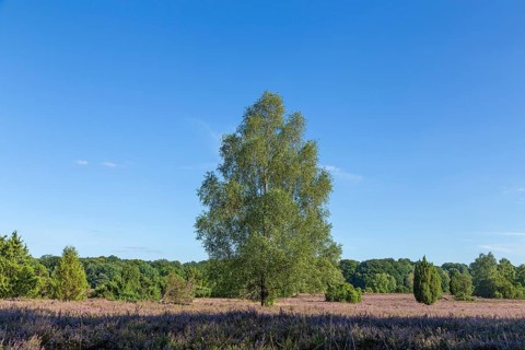 Lüneburg Heath near Wilsede, trees, heather blossom, Bispingen, Lower Saxony, Germany