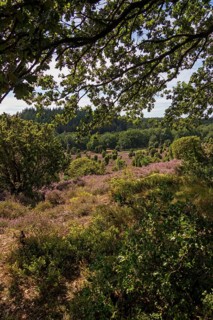 Heather blossom near the Totengrund, Lüneburg Heath near Wilsede, Bispingen, Lower Saxony, Germany