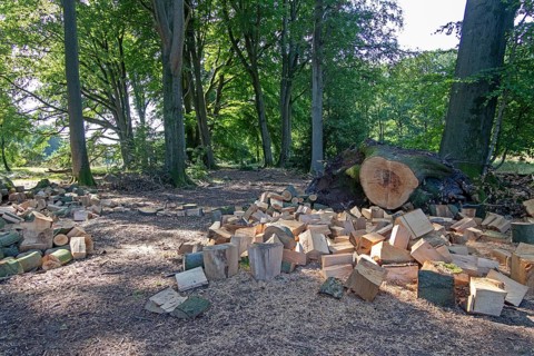 Felled tree cut into pieces, Lüneburg Heath near Wilsede, Bispingen, Lower Saxony, Germany