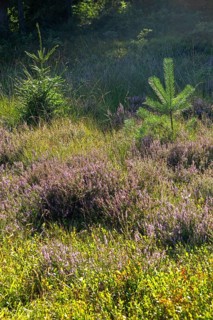 Flowering heather, young conifers, heather blossom, Lüneburg Heath near Wilsede, Bispingen, Lower