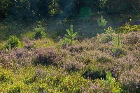 Flowering heather, young conifers, heather blossom, Lüneburg Heath near Wilsede, Bispingen, Lower