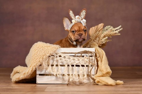 Funny grumpy Mocca French Bulldog dog puppy with lace bunny ears in box in front of brown