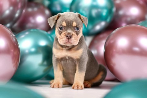 Six weeks old healthy lilac orange tan French Bulldog dog puppy with colorful balloons in